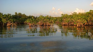 burma_mangroves