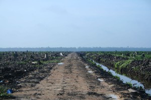 Deforestation in Indonesai Photo: Hayden @ WikiCommons
