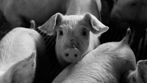 Photo: Pig Research Centre, Denmark