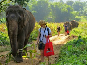 Walk with elephants - an alternative to elephant rides at Elephant Nature Park in Chiang Mai. Photo courtesy of Elephant Nature Park.