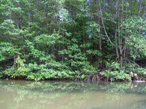 Can Gio Mangrove Biosphere Reserve. Photo: Tho nau/Wikipedia Commons