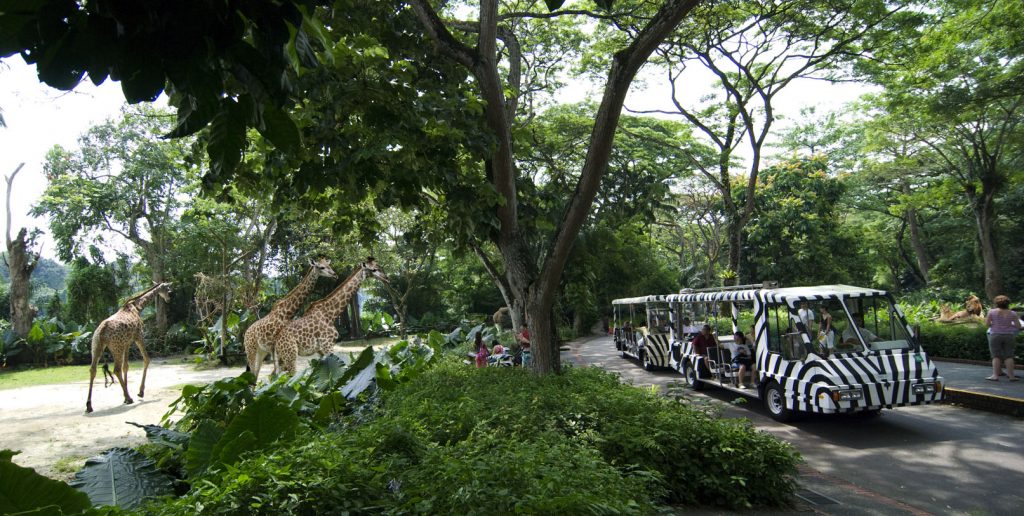 Singapore Zoo - Tram and Giraffe Exhibit