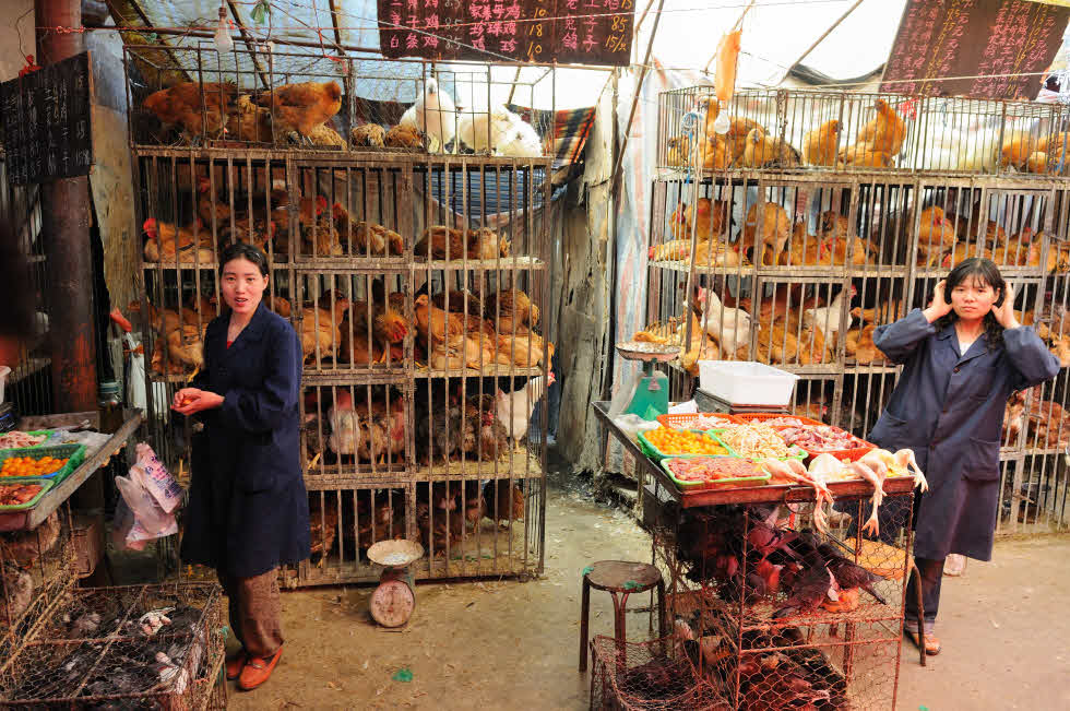 Chicken-market-Xining-Qinghai-China