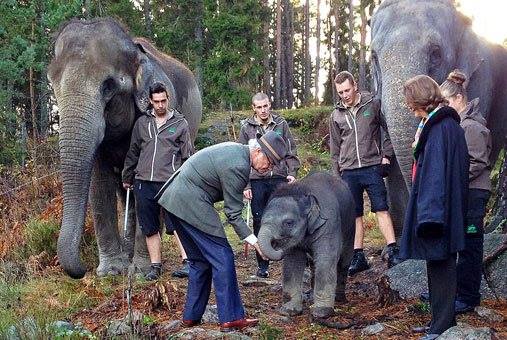The Swedish King greets the three months old elephant baby Namsai. To the right is Namsaiâ€™s mother Bua and to the left Saonoi.