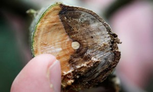 Ash tree infected with Chalara dieback near Framlingham