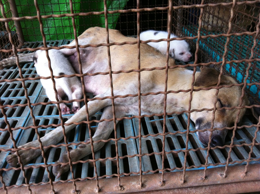 Danish Vets in Bangkok Stray dogs’ miserable lives Scandasia