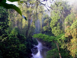 nor_indo_rainforet