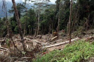 indo_deforest
