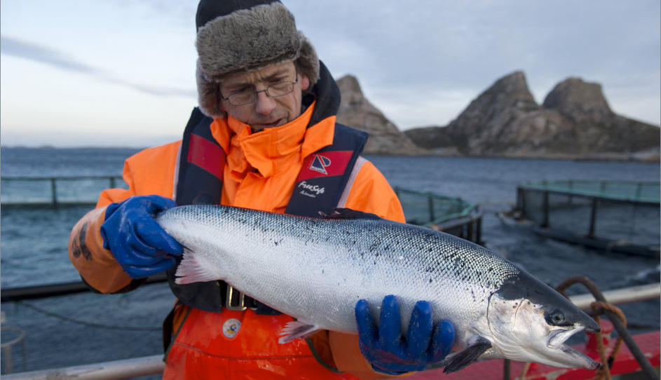 Norwegian salmon sold to China through Vietnam