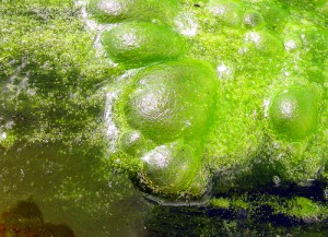 algaepond-michael-kagan-algaenesis-photo