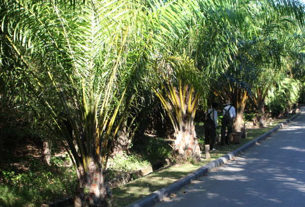 Palm-oil-trees