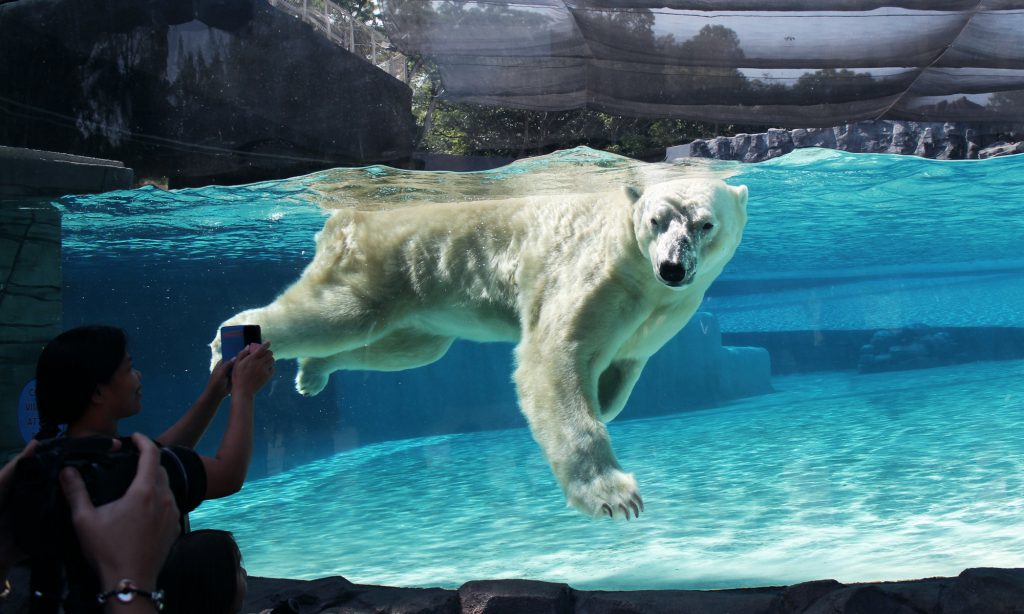 Singapore Zoo - Frozen Tundra - Inuka Polar Bear