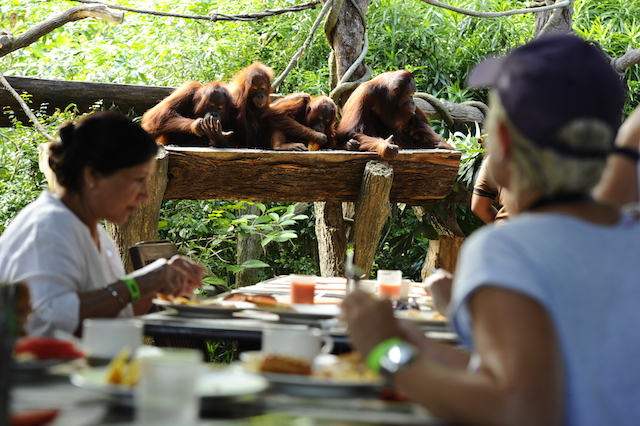 Singapore Zoo- Jungle Breakfast and guests