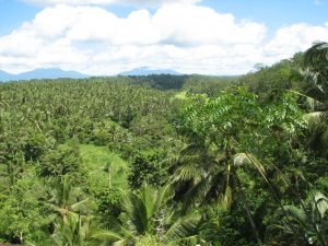 indonesian-rainforest