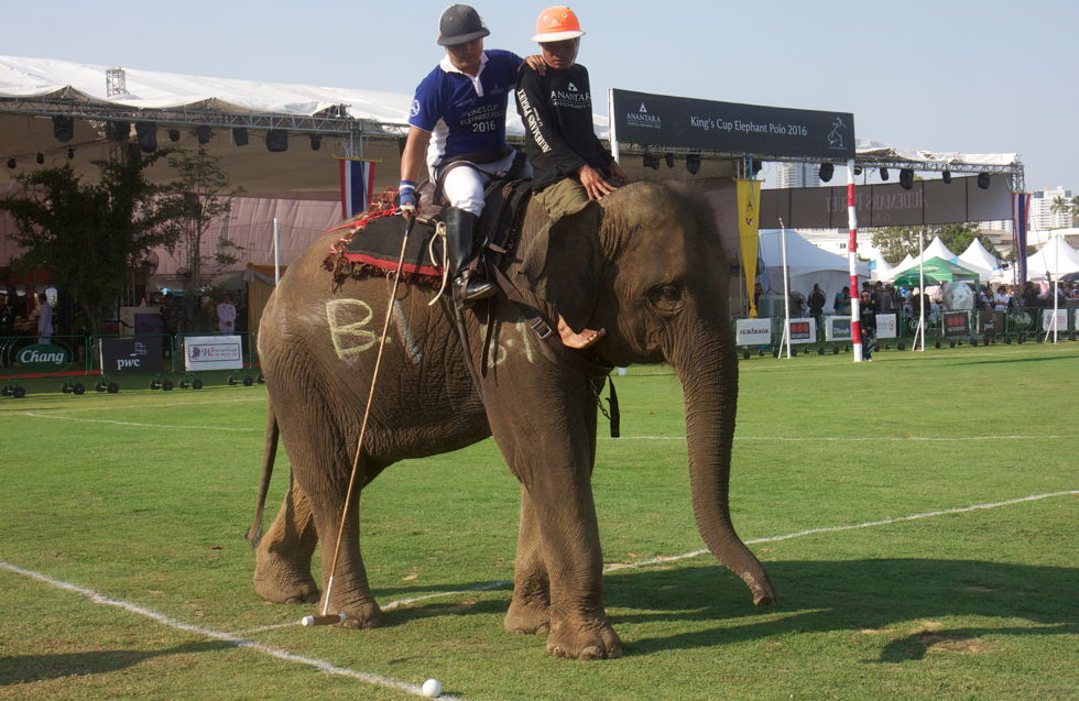 Elephant Polo 2017