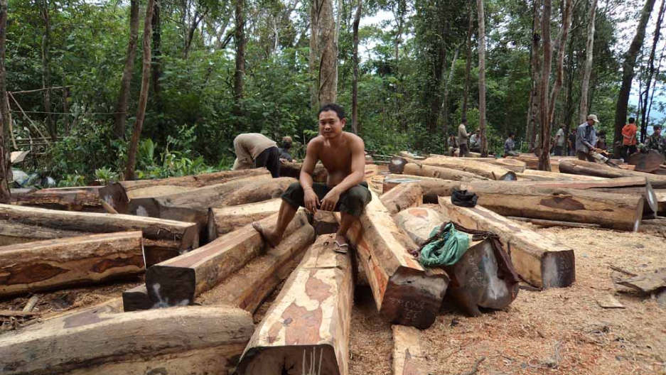 Danish App helps fight illegal logging in Cambodia