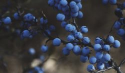 berries, blueberries