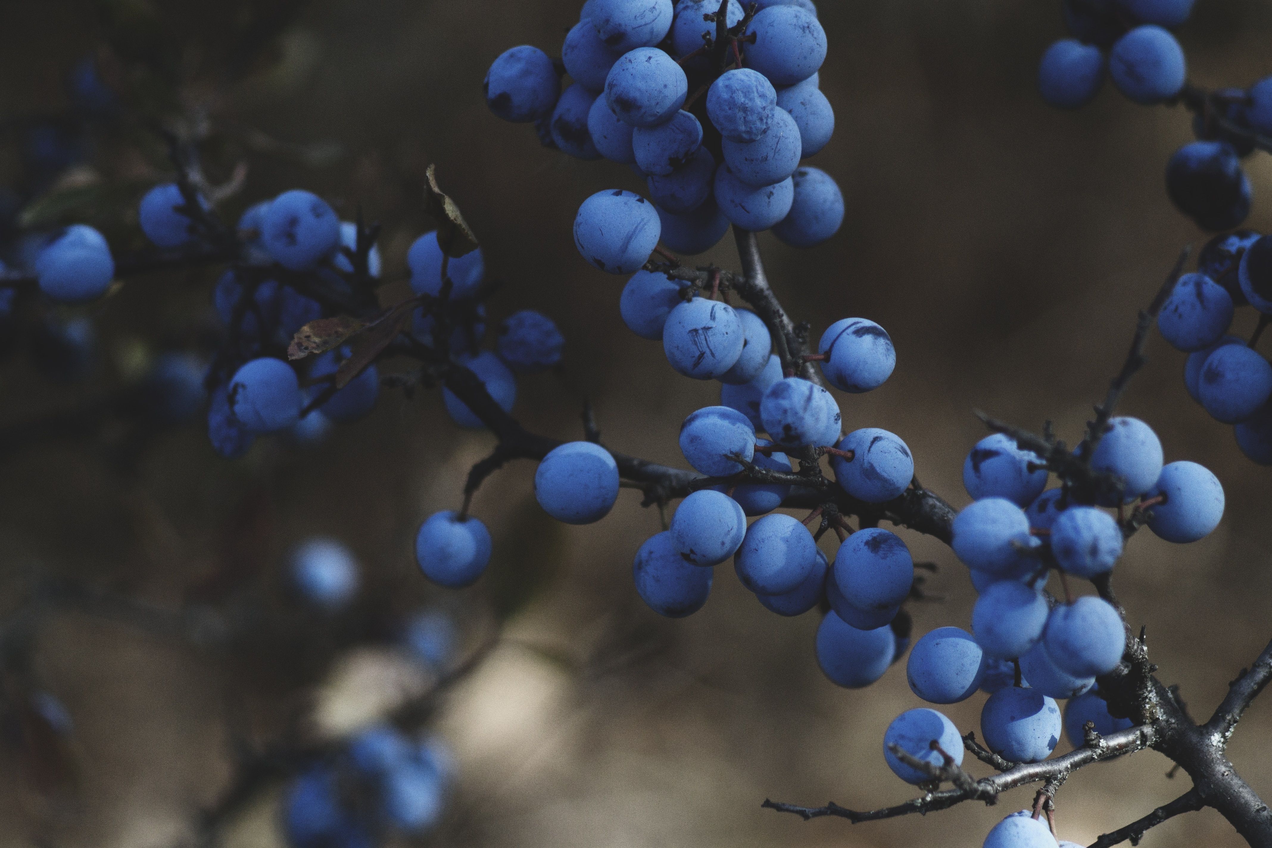 berries, blueberries
