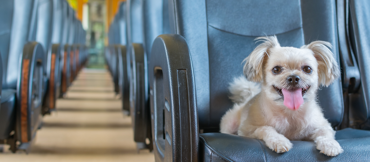 Buy Which Airlines Transport Dogs | UP TO 57% OFF