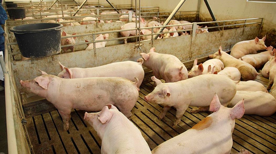 A massive outbreak of swine-fever in China forces the Danish meat prices up