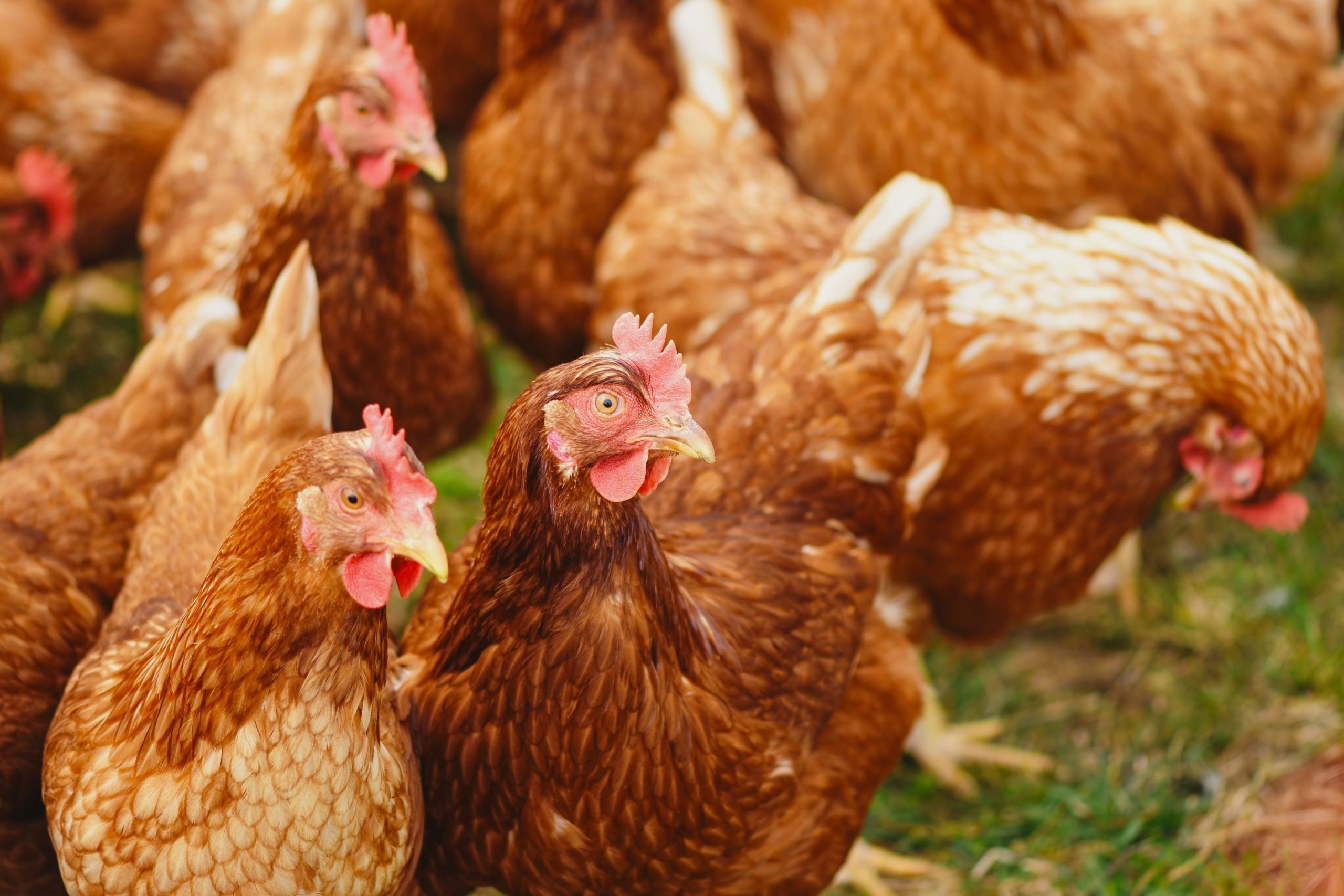 The Philippines bans import of poultry products from Denmark and Sweden