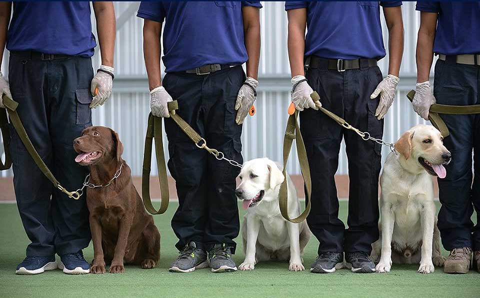 COVID-19 sniffer dogs detect virus carriers in Finland and now also in Thailand