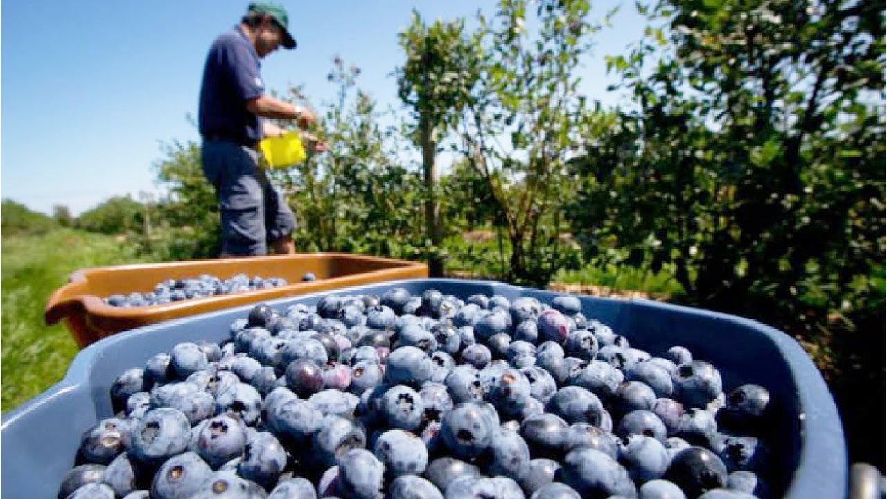 Finnish government writes new law for foreign berry pickers