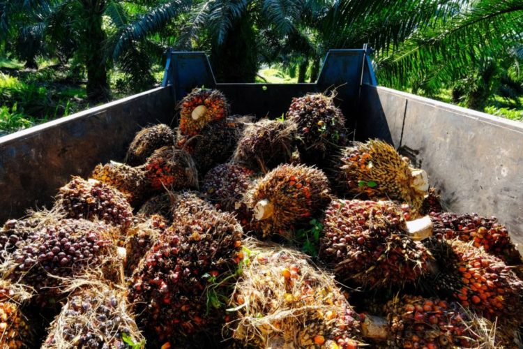 Malaysia appeals EU ban on palm oil biofuels