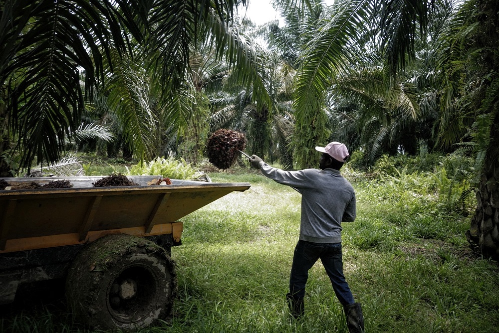 Finnwatch reports on labor right violations in Malaysia's palm oil production