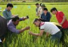 Farmers learn the SRI rice cultivation technique. Here measuring the growth