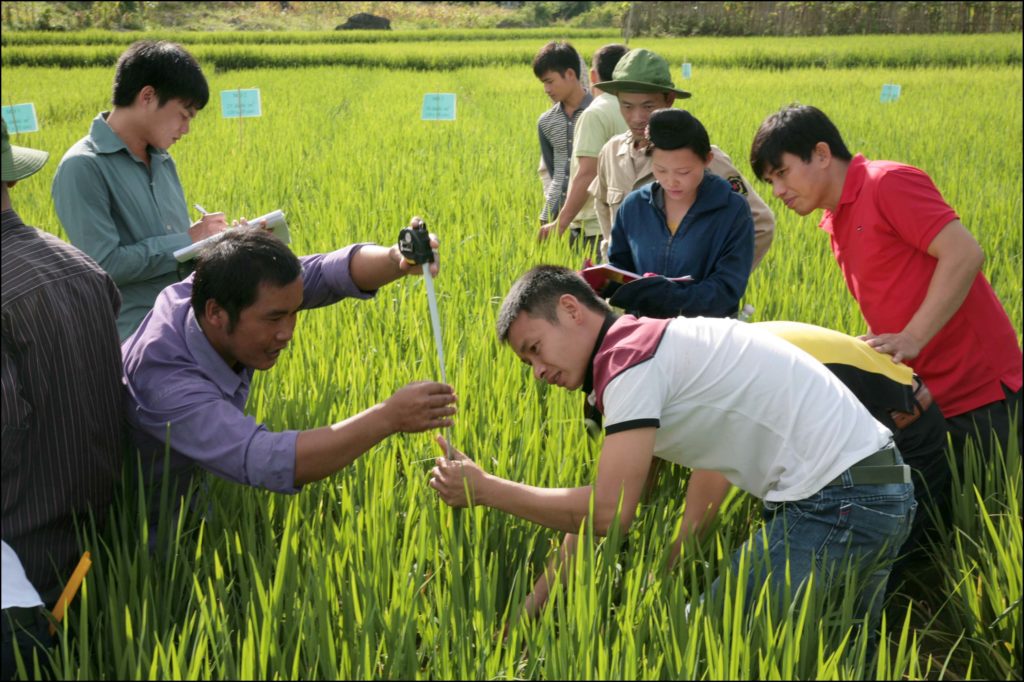 Farmers learn the SRI rice cultivation technique. Here measuring the growth