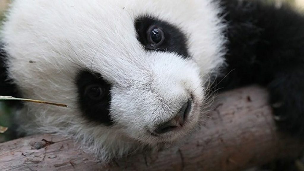 Kiinan Suomen-suurlähetystö auttaa keräämään rahaa Suomen eläintarhan pandoille
