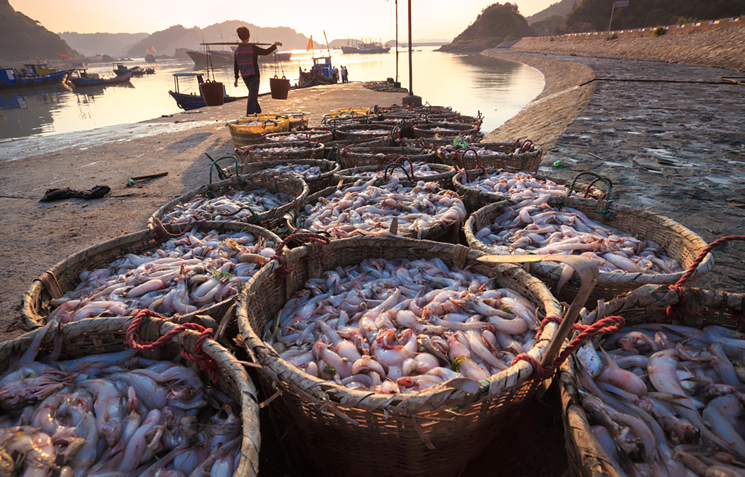 Norway overtakes China in seafood export - Scandasia