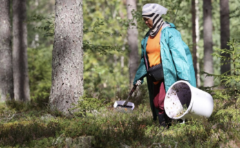 Berry-picking