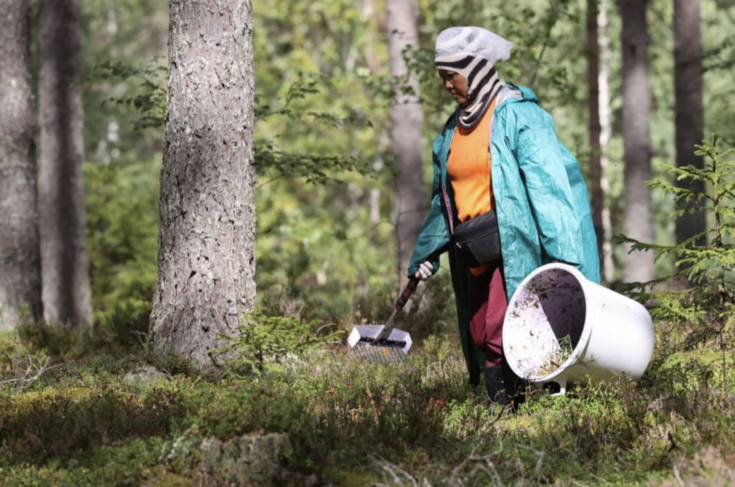 Berry-picking