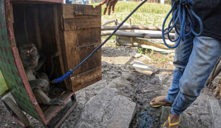 camp for dancing monkeys shut down