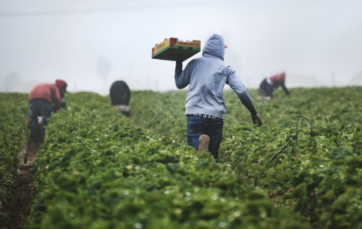 Human Trafficking in Berry Picking