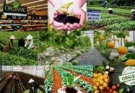 Vietnamese businesses need to boost green transition to meet the strict requirements of the Nordic market for organic agricultural products.
