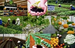 Vietnamese businesses need to boost green transition to meet the strict requirements of the Nordic market for organic agricultural products. 