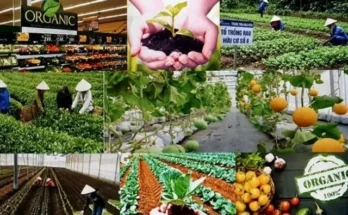 Vietnamese businesses need to boost green transition to meet the strict requirements of the Nordic market for organic agricultural products.