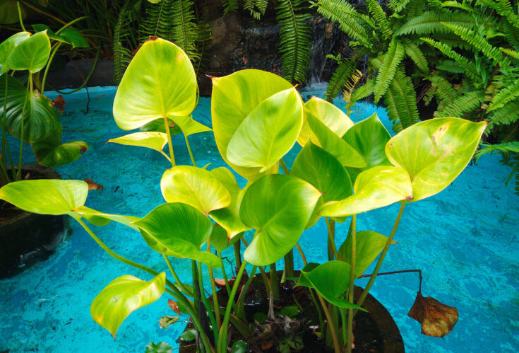 Let's Hyde pond and plats