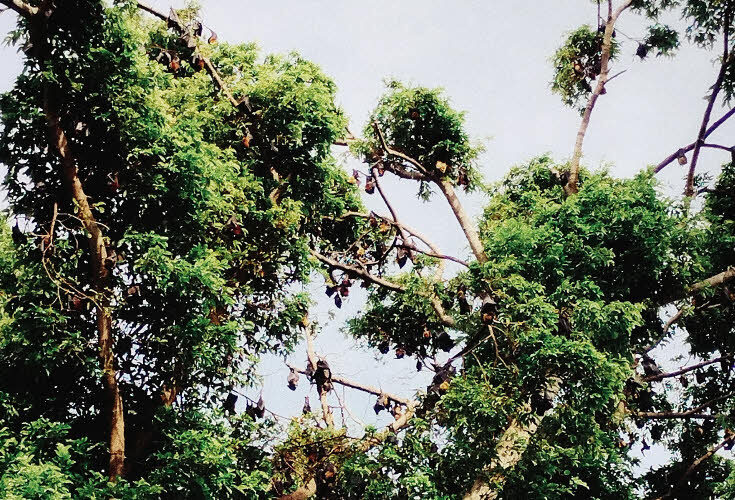 Fruit bats at Let's Hyde resort