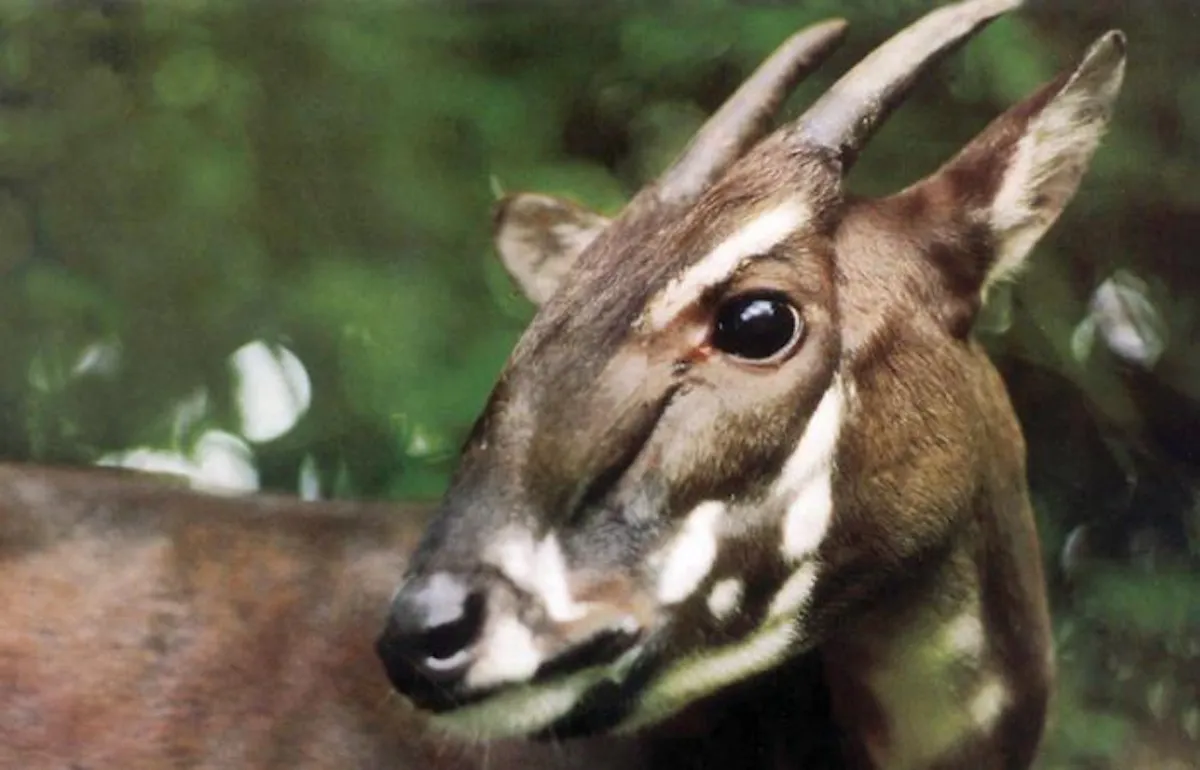 Danish-Vietnamese study maps saola DNA and outlines rescue path