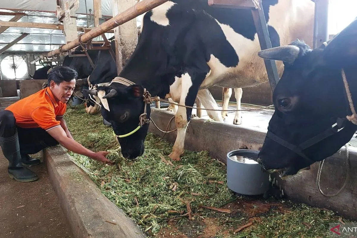 Indonesia turns to Denmark to make cattle feed safer