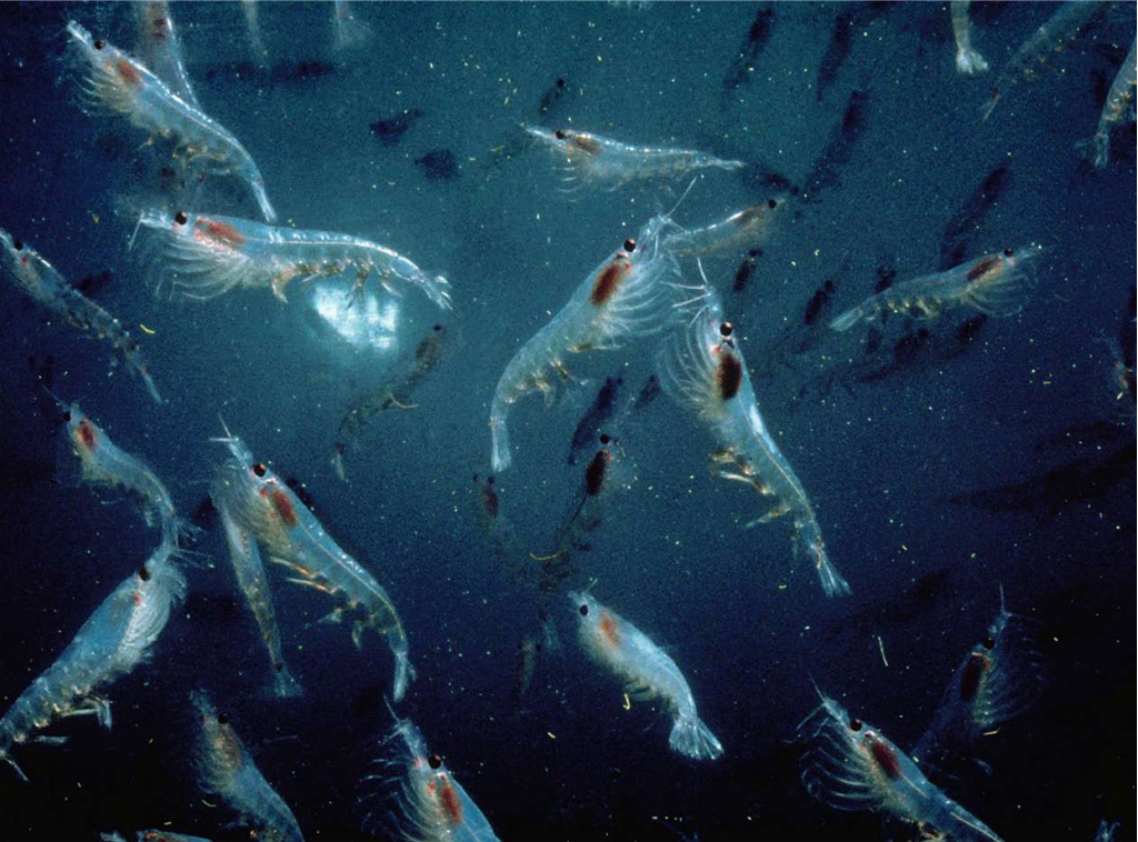 China and Norway push to expand krill fishing in Antarctica