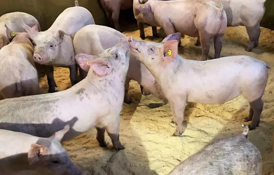 These 546 Danish pigs went to Indonesia