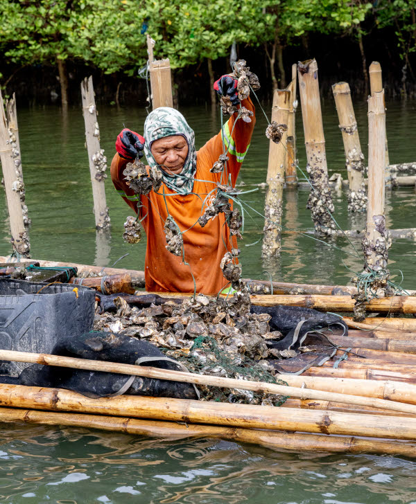 Fisherman Iloilo